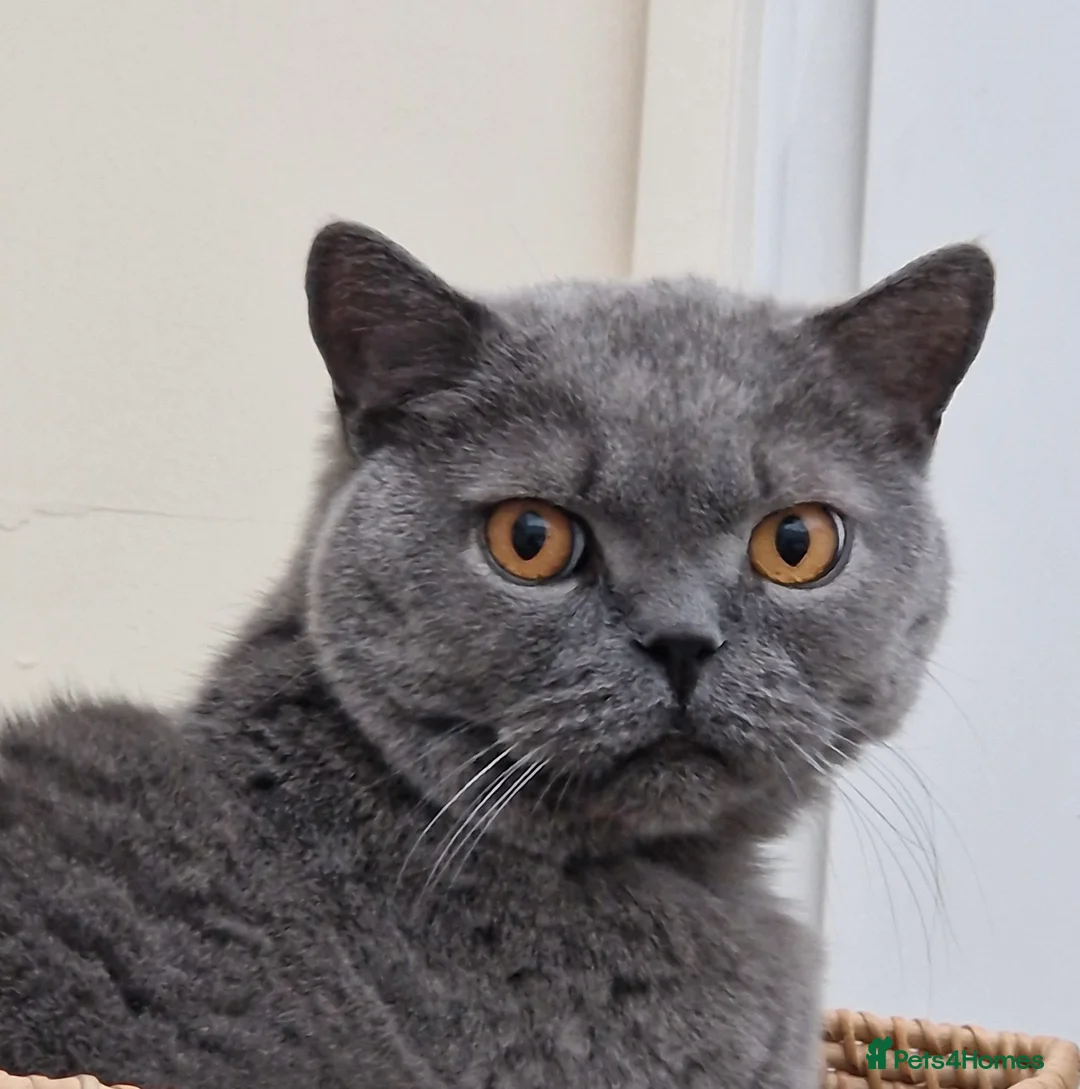 British Shorthair cats for sale: Beautiful Blue Boy  - Advert 1