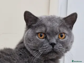 British Shorthair cats Beautiful Blue Boy - Advert 1