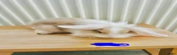 Mixed Breed rabbits for sale: Mini lops and lionhead baby rabbits - Advert 4