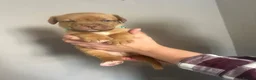 Dogue De Bordeaux dogs for sale: Dogue de Bordeaux pups in Croydon - Advert 18