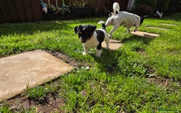 Jack Russell dogs for sale: Tricolour short legs Jack Russell  - Image 21