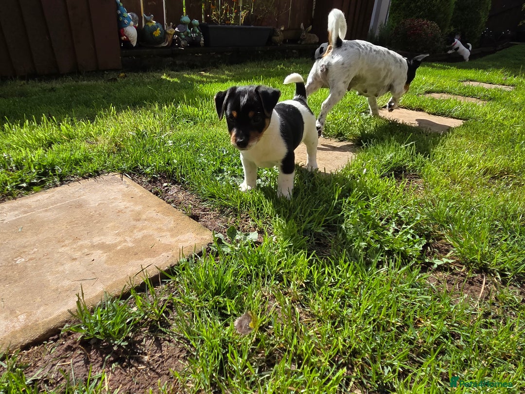 Jack Russell dogs for sale: Tricolour short legs Jack Russell  - Image 21