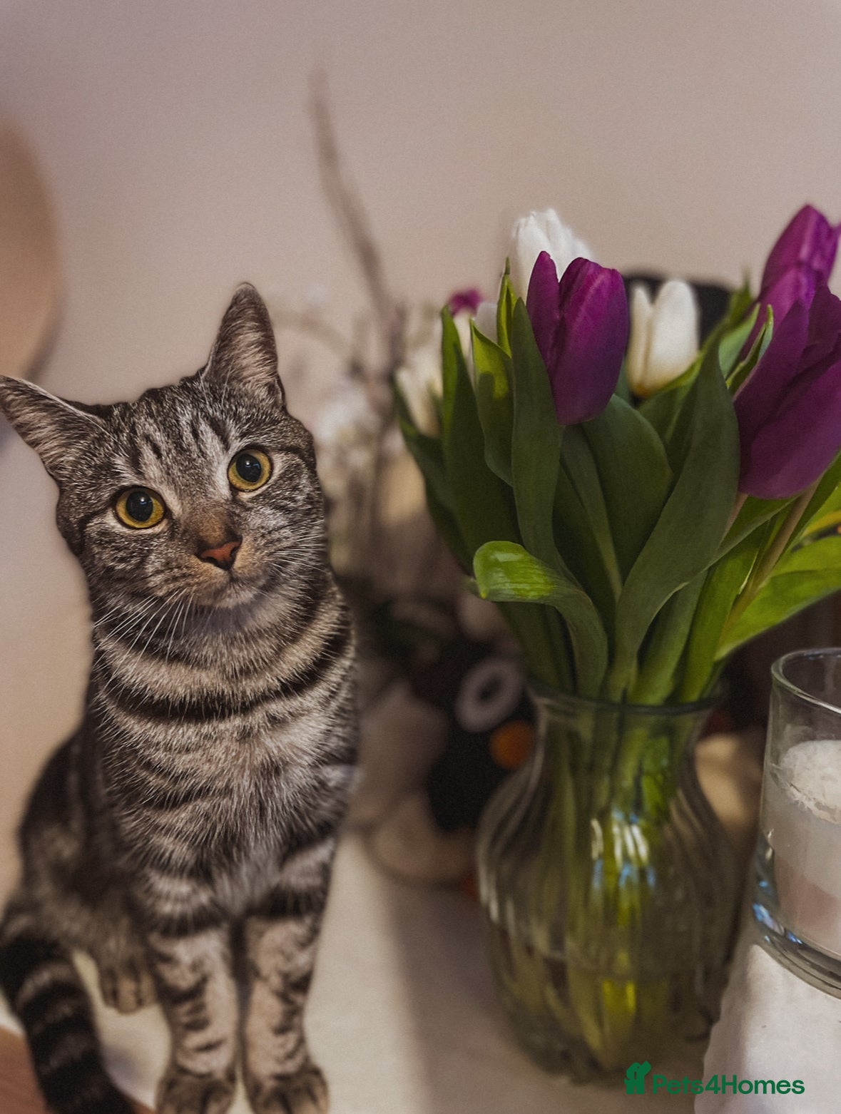 Mixed Breed cats Mixed breed  - Advert 12