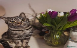 Mixed Breed cats for sale: Mixed breed  - Advert 1