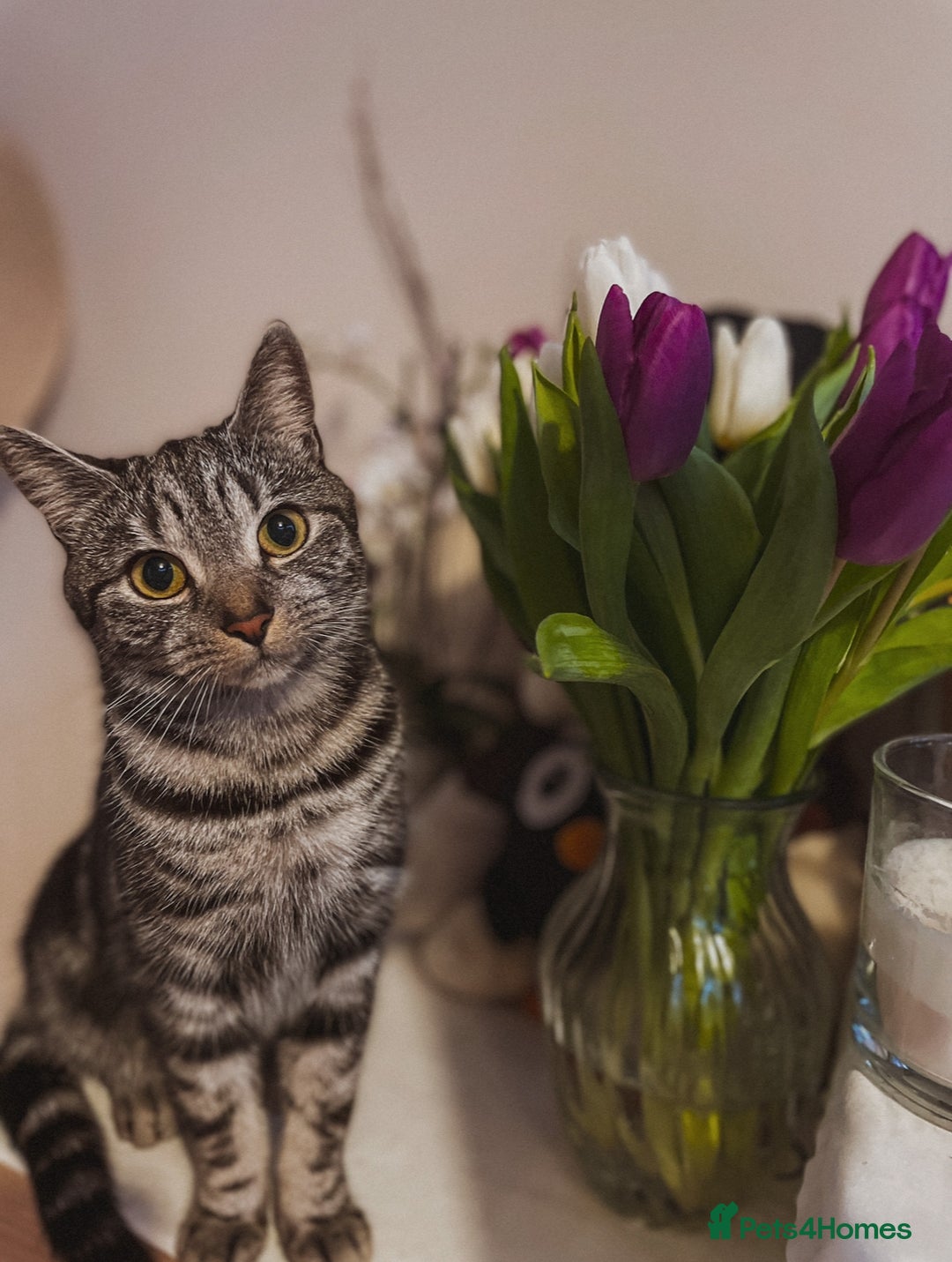 Mixed Breed cats for sale: Mixed breed  - Advert 1