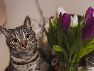 Mixed Breed cats for sale: Mixed breed - Advert 1