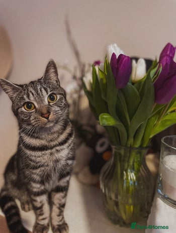 Mixed Breed cats Mixed breed - Advert 2