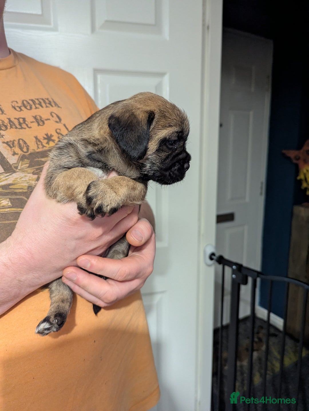 Border Terrier dogs for sale: KC Reg Border Terrier pups - Advert 12