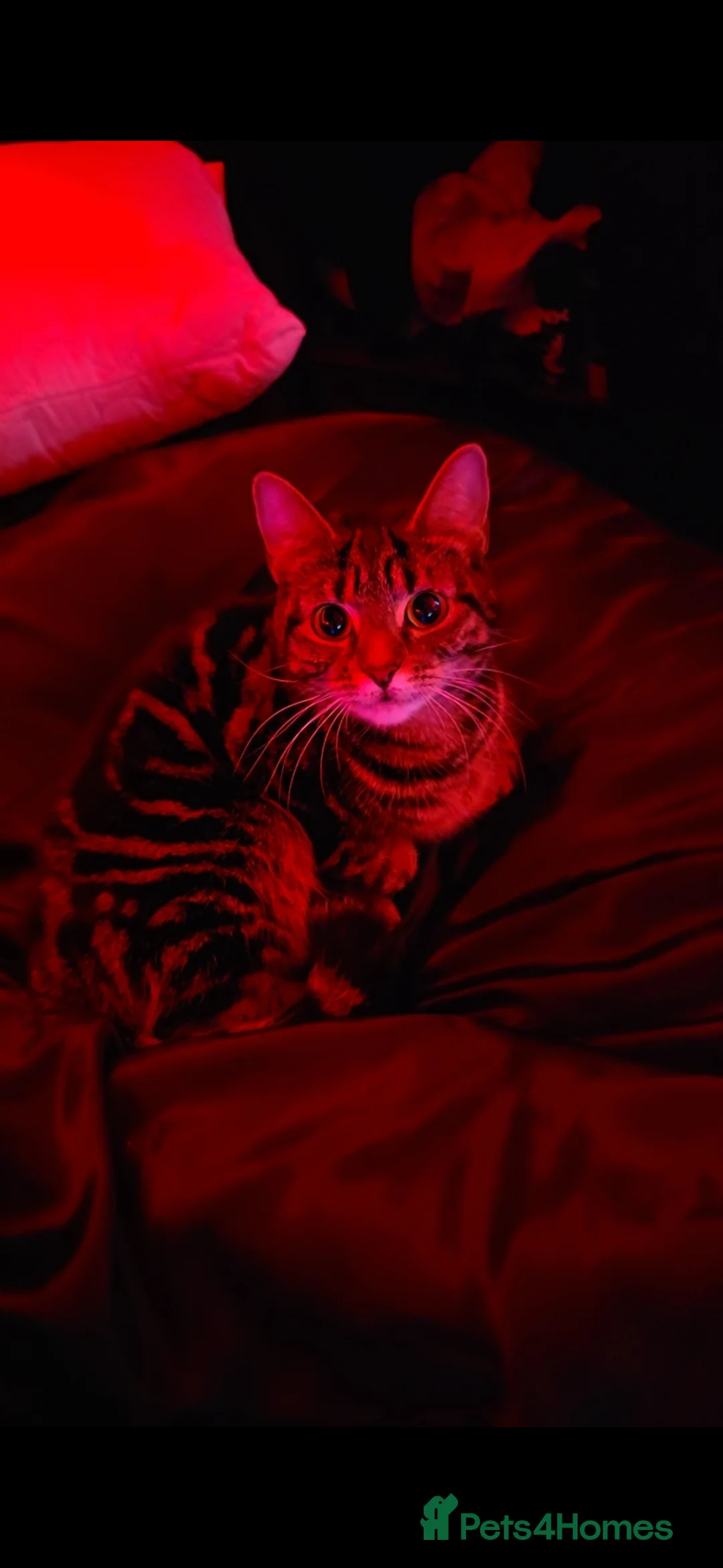 Mixed Breed cats for sale: 1 year old female cat - Advert 2