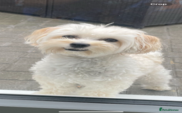 Maltipoo dogs for sale: Tiny F1B Korean maltipoos  - Image 5