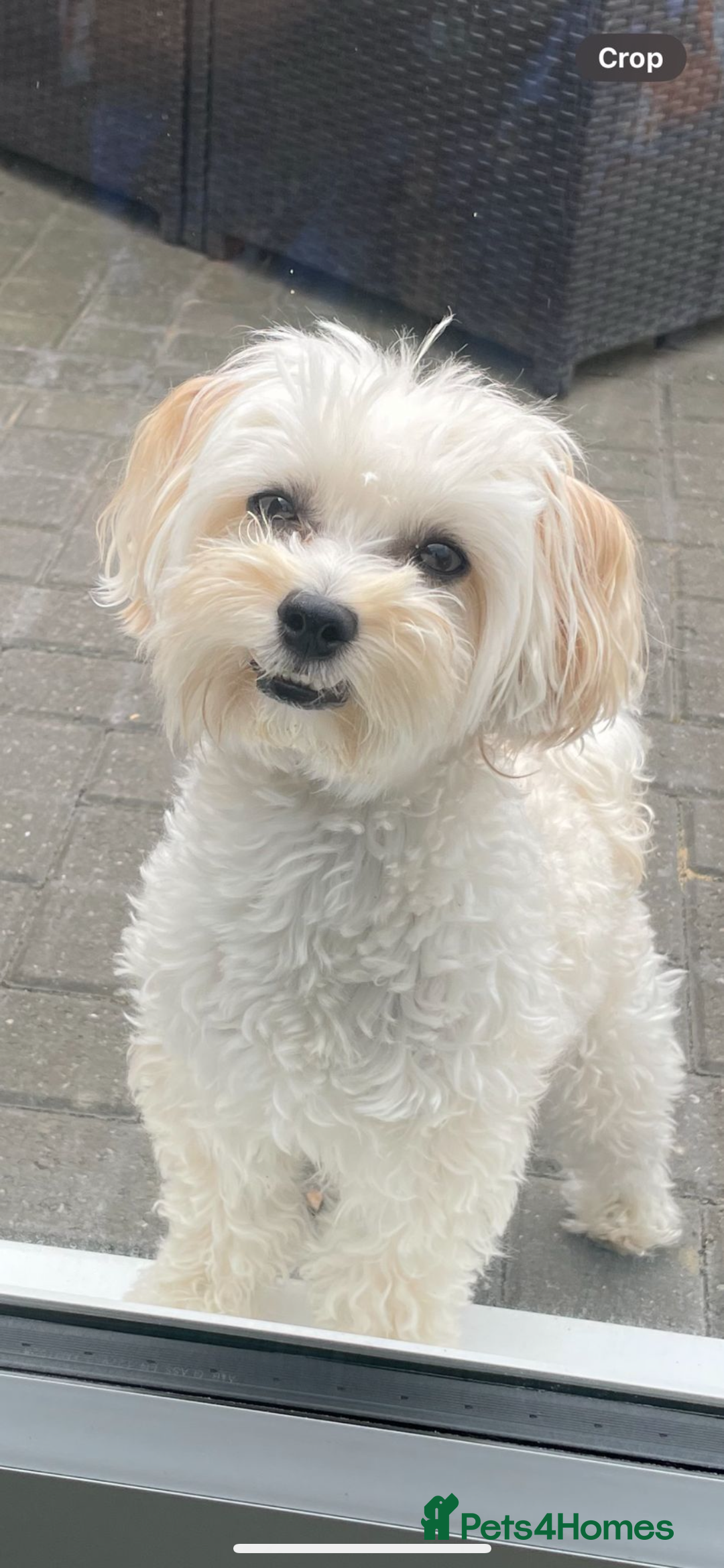 Maltipoo dogs for sale: Tiny F1B Korean maltipoos  - Image 5