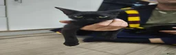 Mixed Breed cats for sale: Mixed sphynx kittens for sale  - Advert 12