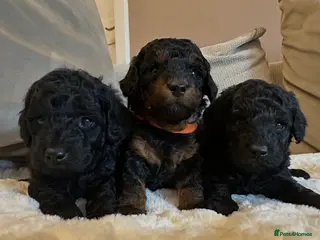 Toy Poodle dogs Kc Registered Toy Poodle Puppies - Advert 7
