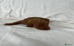Goldendoodle dogs for sale: Beautiful litter of Goldendoodles  - Image 10