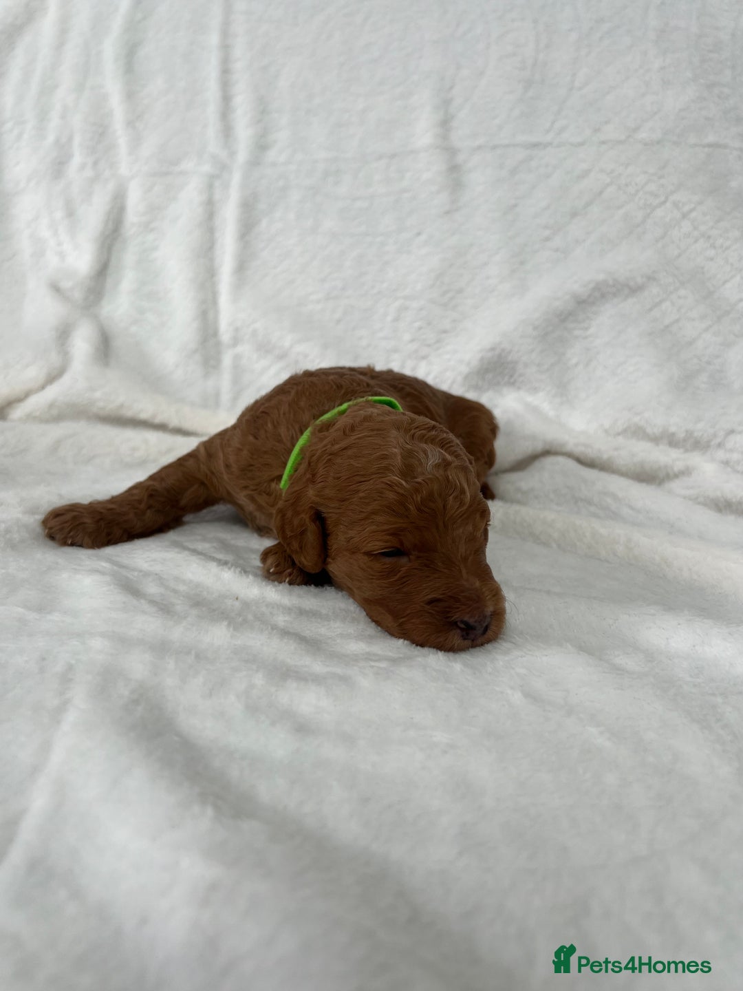 Goldendoodle dogs for sale: Beautiful litter of Goldendoodles  - Image 10