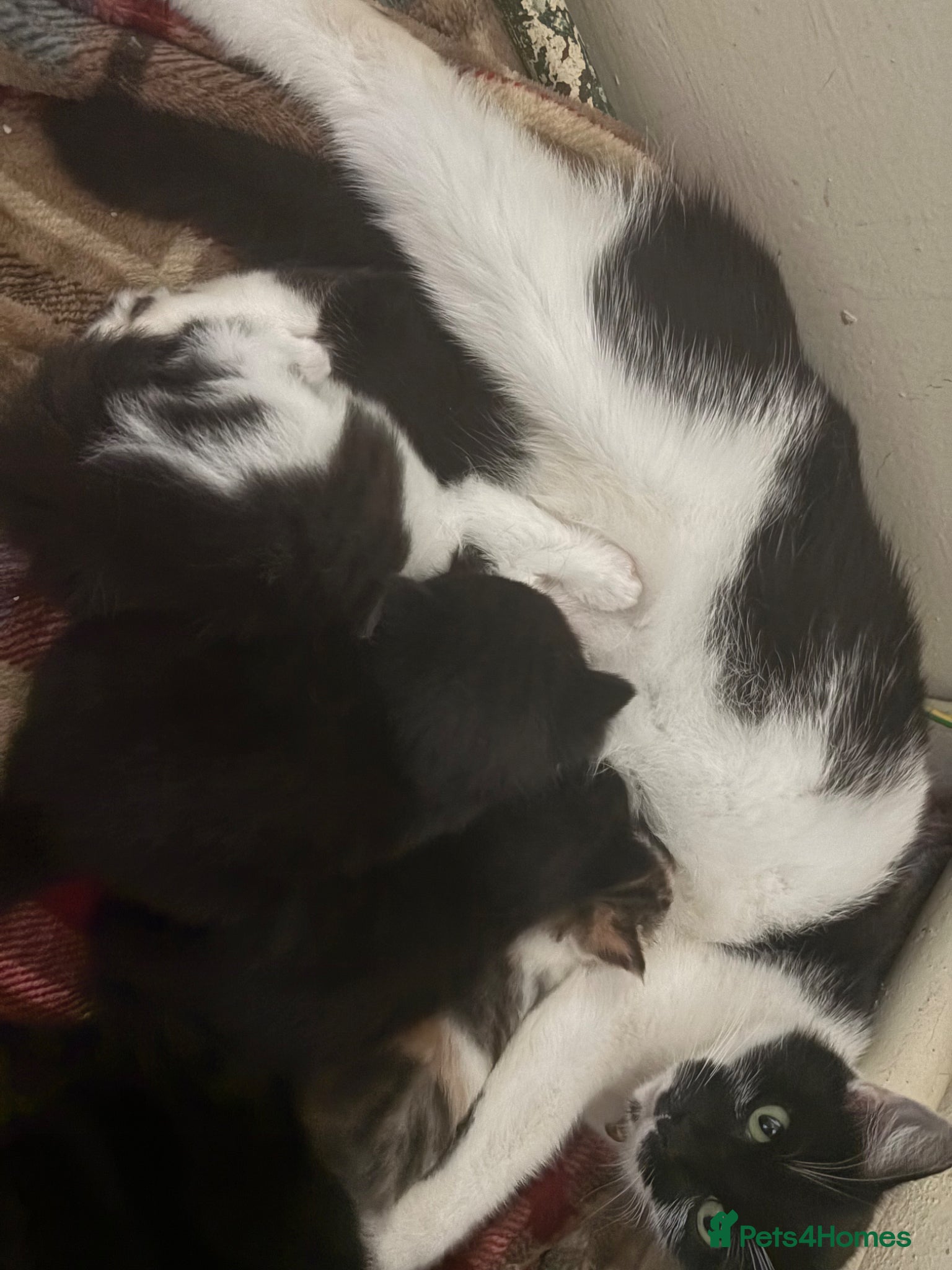 Domestic Shorthair cats Kittens.  - Advert 3