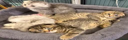 Scottish Fold cats for sale: Scottish Fold kittens  - Advert 10
