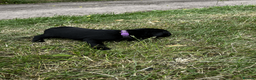 Labrador Retriever dogs for sale: Working Labrador Retriever Puppies - Advert 3