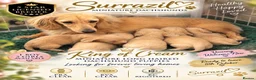 Miniature Dachshund dogs for sale: 👑CREAM MINIATURE LONGHAIR 👑 - Advert 7