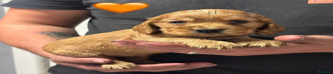 Orange Collar Female