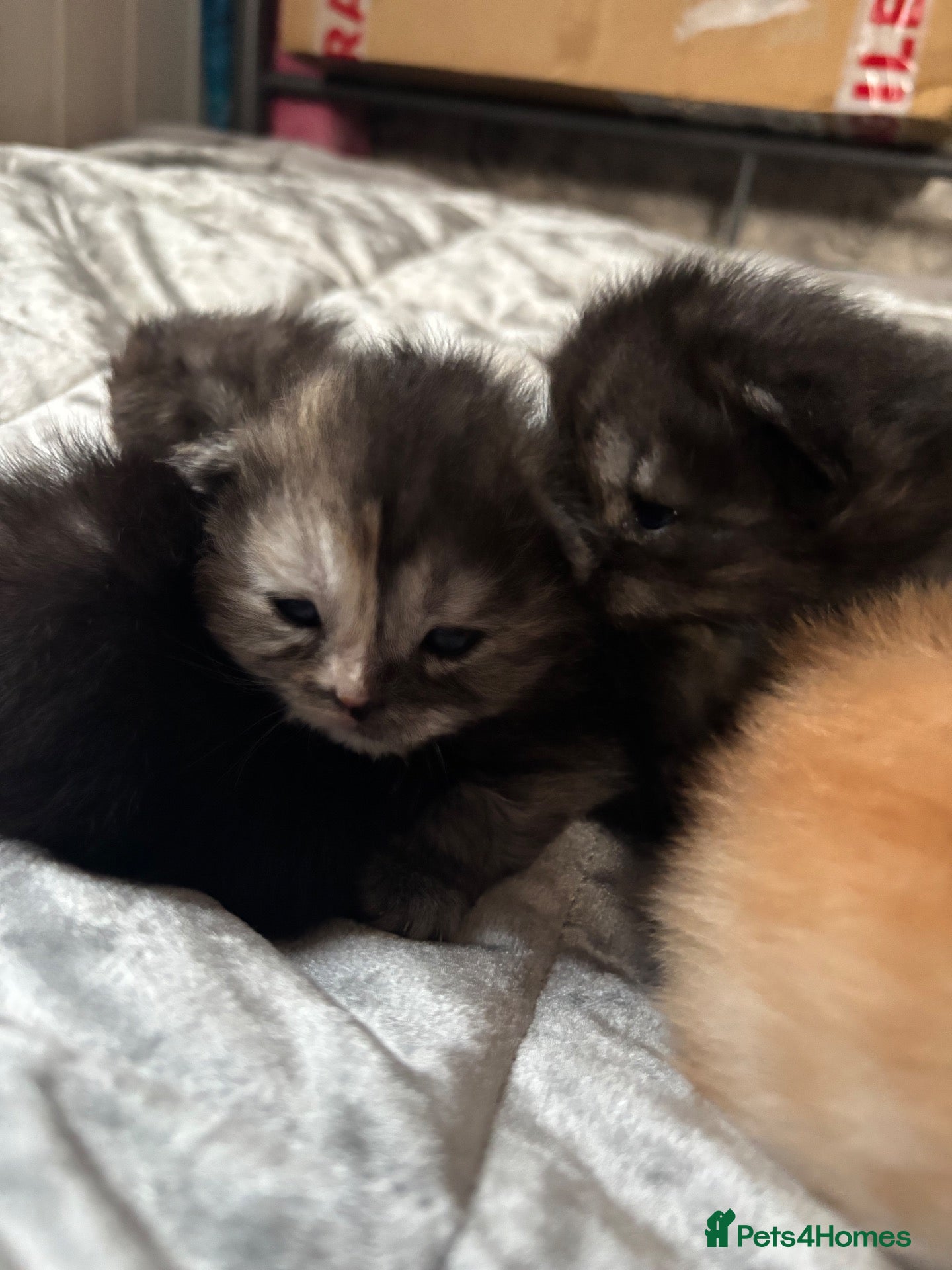 Persian cats Persian Kittens – 1 Male & 4 Females - Advert 2
