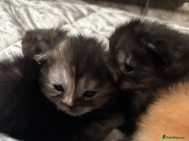 Persian cats for sale: Persian Kittens – 1 Male & 4 Females - Advert 2