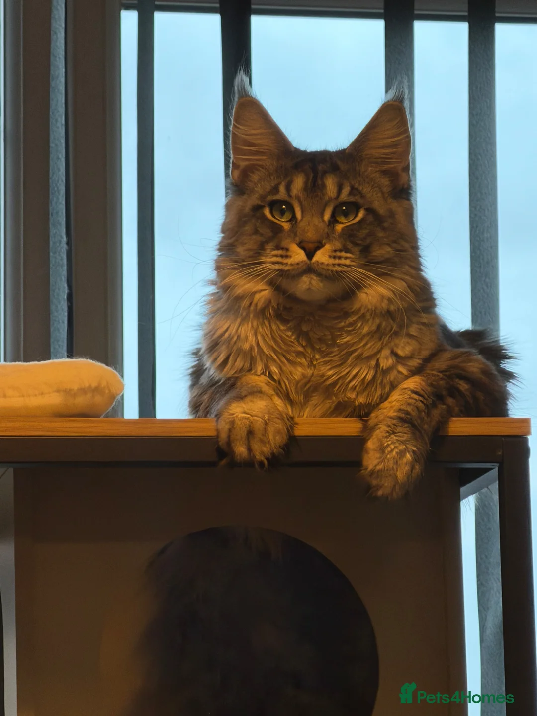 Maine Coon cats for stud: Mainecoon stud in Castleford - Advert 2