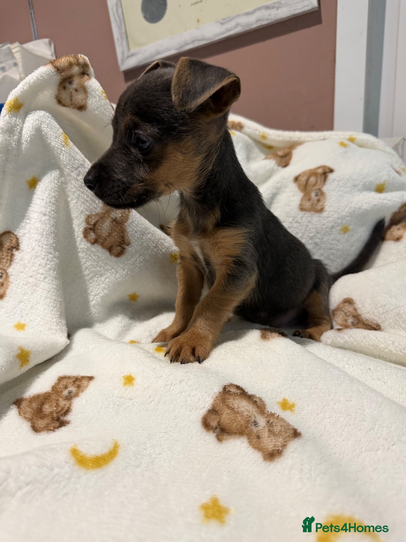 Jack Russell dogs Much Wenlock stunning puppy  - Advert 2