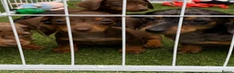 Miniature Dachshund dogs for sale: 6 beautiful miniature dachshund  in Wickford - Advert 8
