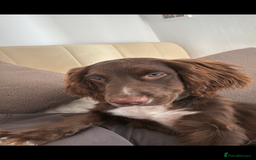 Cocker Spaniel dogs for sale: Ralph Cocker Spaniel 8 Months old - Image 4