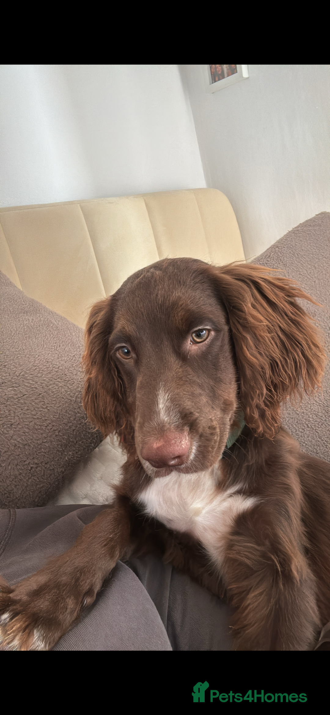 Cocker Spaniel dogs for sale: Ralph Cocker Spaniel 8 Months old - Image 4