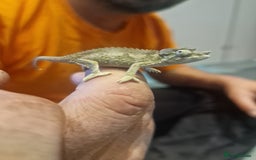 Chameleon reptiles for sale: Baby jackson Chameleons  - Image 2