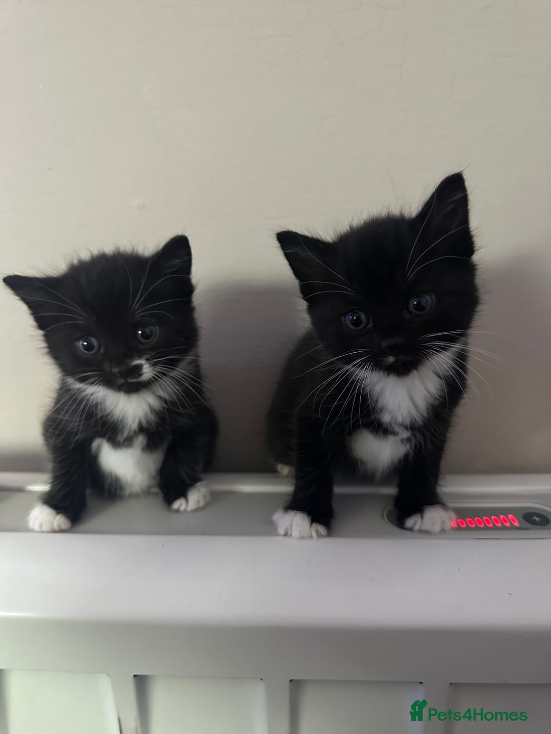 Mixed Breed cats for sale: 2 Black with a little bit of white cats (sisters) - Advert 5