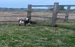 Goats livestock for sale: Pygmy billy goat for sale - Image 6