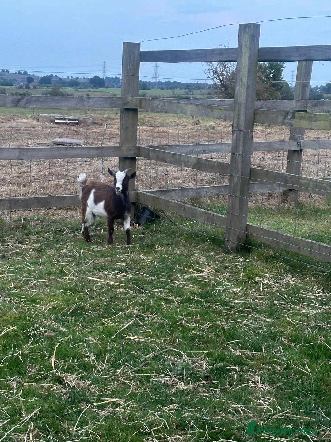 Goats livestock for sale: Pygmy billy goat for sale - Image 6