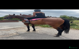 English Thoroughbred horses for sale: Perfect all arounder, happy hack  - Image 3