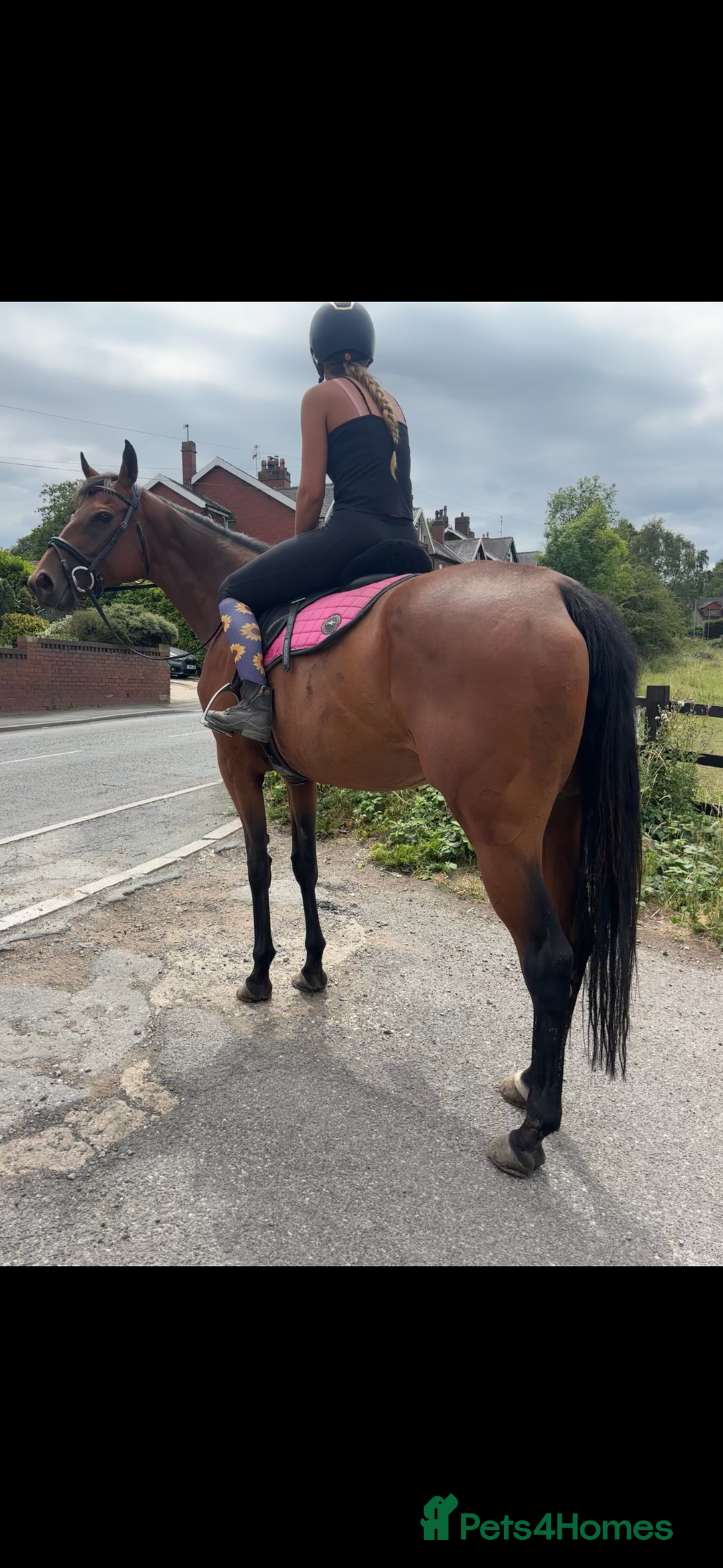 English Thoroughbred horses for sale: Perfect all arounder, happy hack  - Image 3