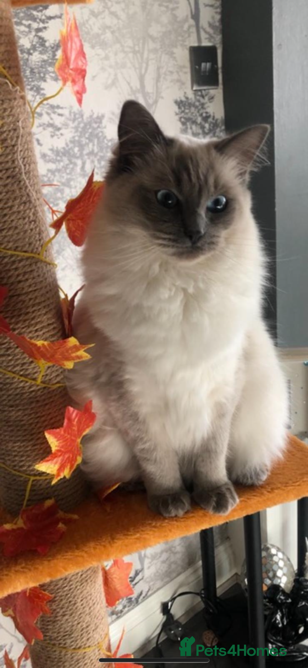 Ragdoll cats for sale: Adorable blue eyed babies - Advert 4