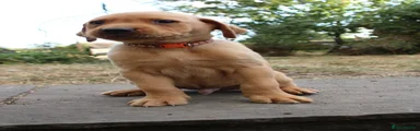 Red Labrador Retriever 5
