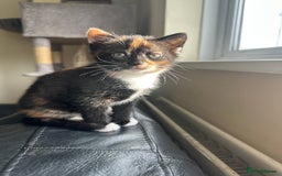 Mixed Breed cats for sale: Beautiful litter of kittens - Image 3