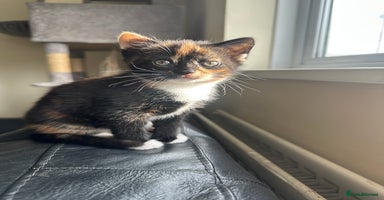 Mixed Breed cats - Advert 1