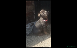 Mixed Breed dogs for sale: Shar Pei x French Bulldog puppy - Image 4