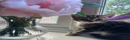 Domestic Shorthair cats for sale: 3 Beautiful Tabby Female Kittens – Ready Now - Advert 4