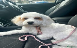 Mixed Breed dogs for sale: Cavapoochon Pups Wait List South Yorkshire - Image 8