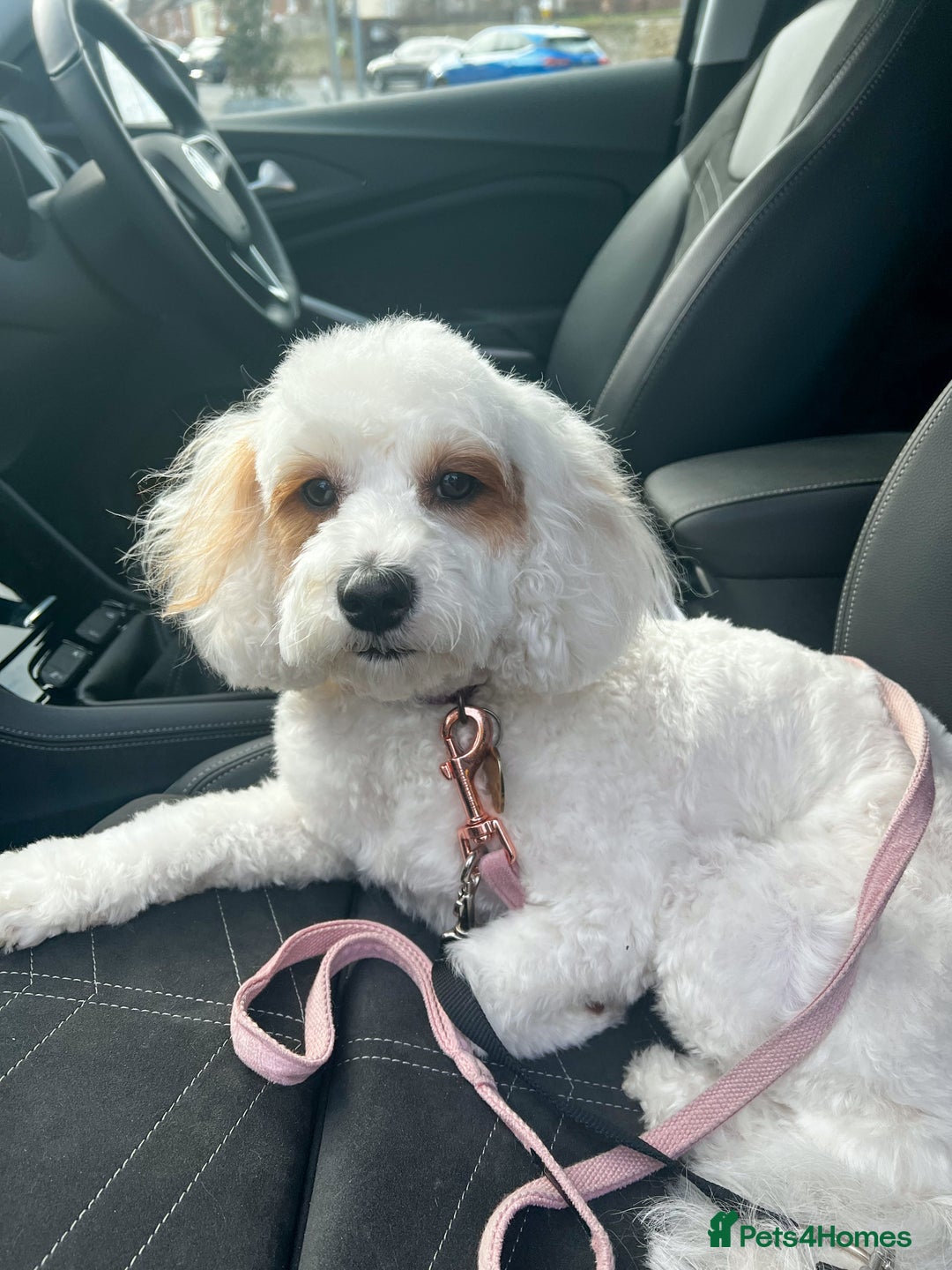 Mixed Breed dogs for sale: Cavapoochon Pups Wait List South Yorkshire - Image 8