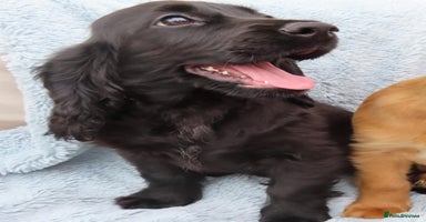 Cocker Spaniel dogs - Advert 11