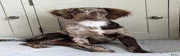 Mixed Breed dogs for sale: Loving home needed for Rolo in Stowmarket - Advert 1
