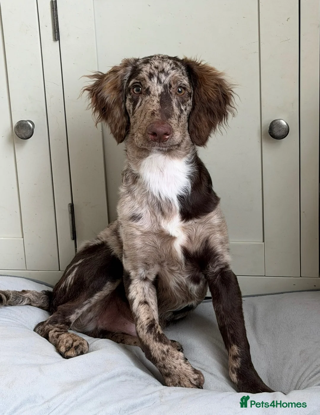Mixed Breed dogs for sale: Loving home needed for Rolo in Stowmarket - Advert 1