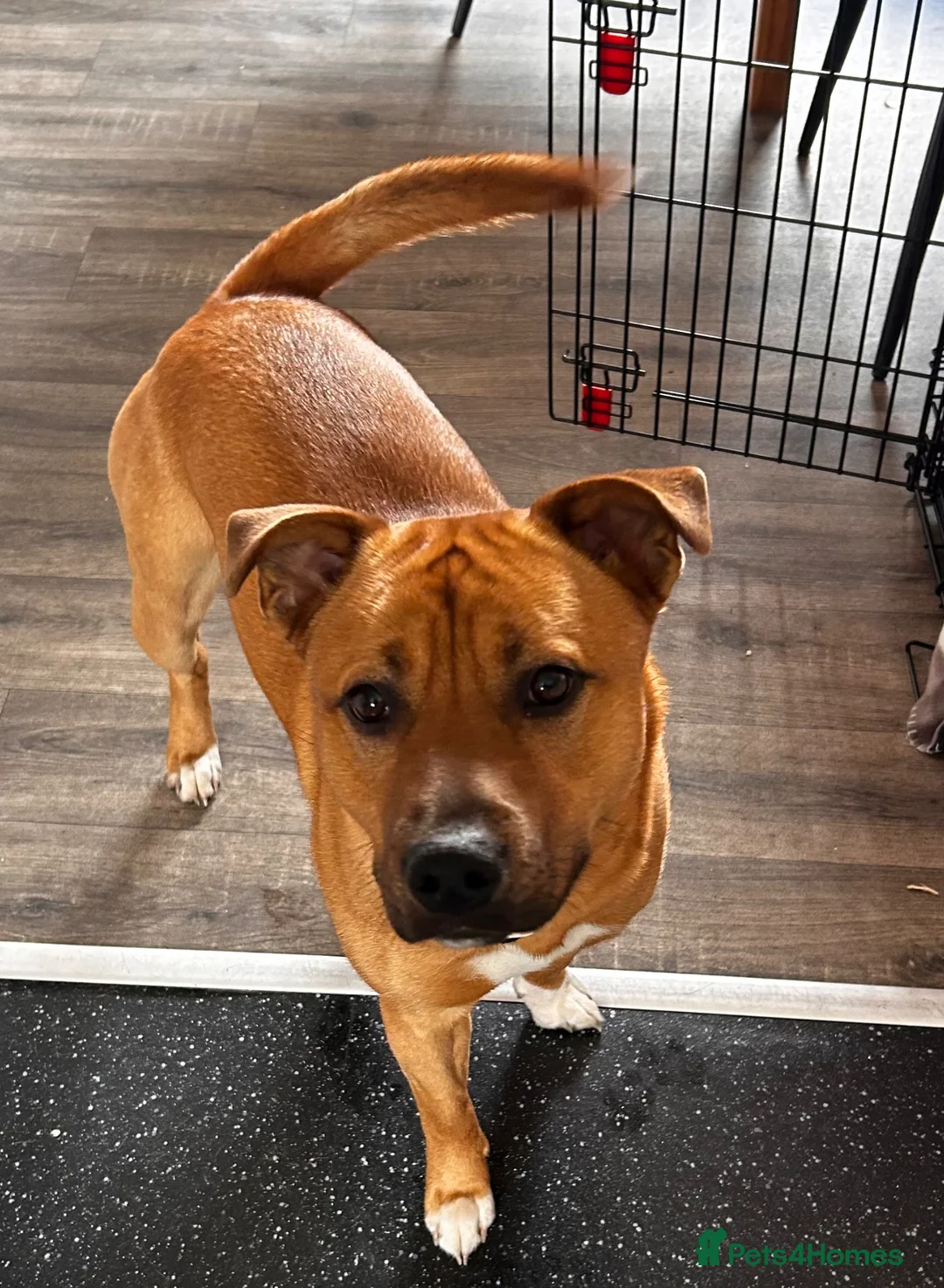 Mixed Breed dogs for sale: Beautiful boy ollie - Advert 1