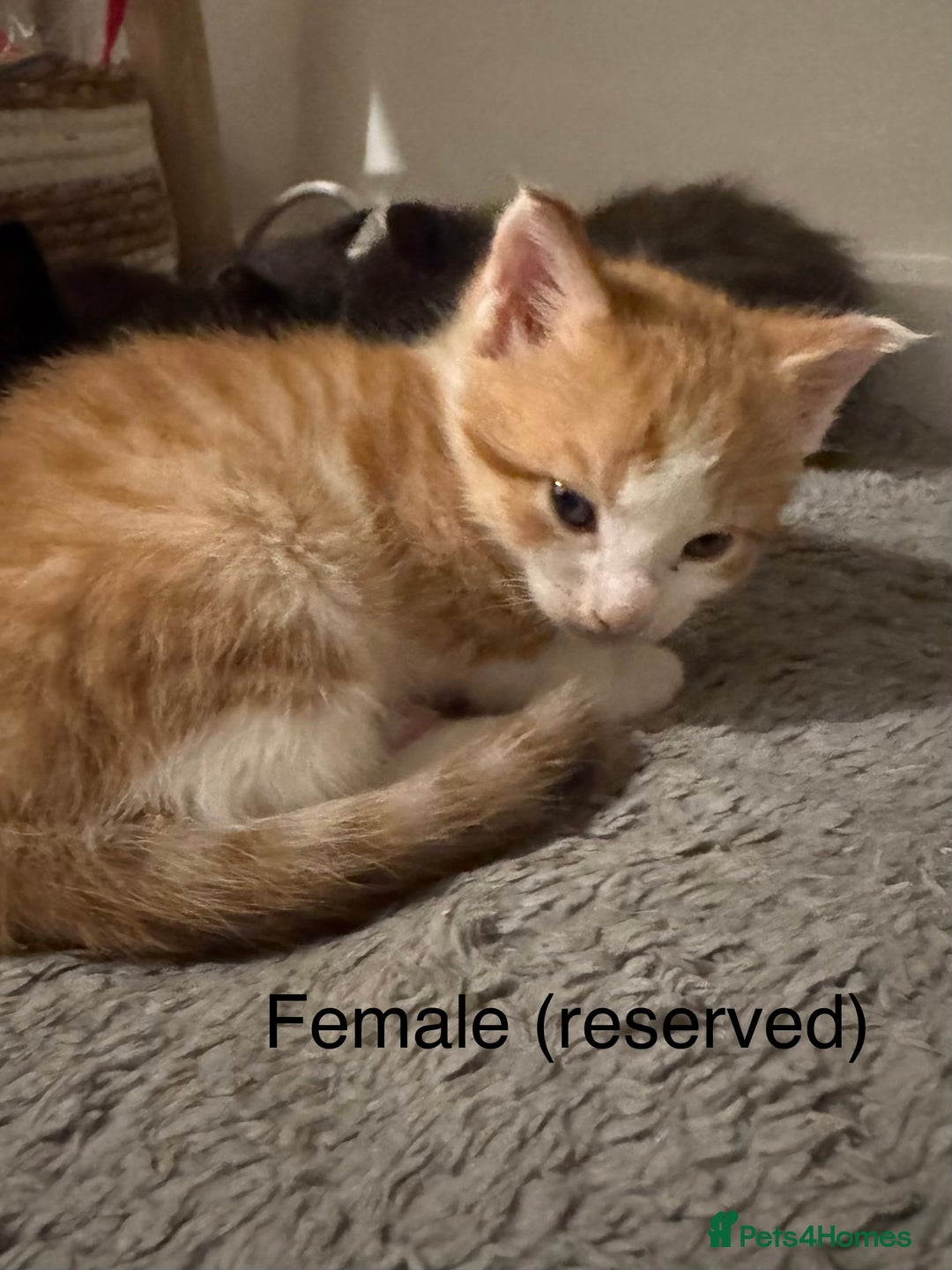 Maine Coon cats for sale: Maine coon cross kittens - Advert 5